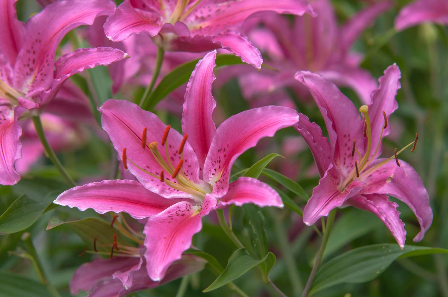 True lilies